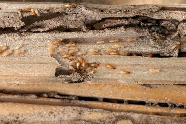 Best Commercial Pest Control Services  in Glide, OR